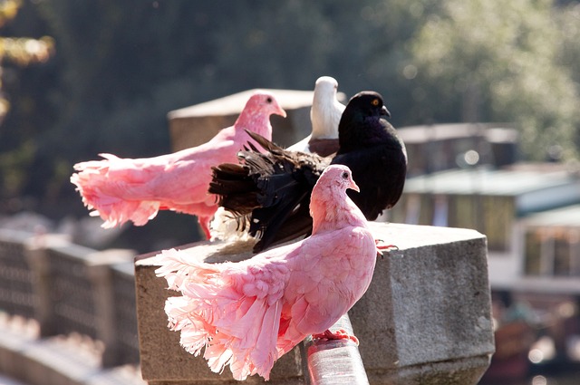 但中国队的 但中国队的