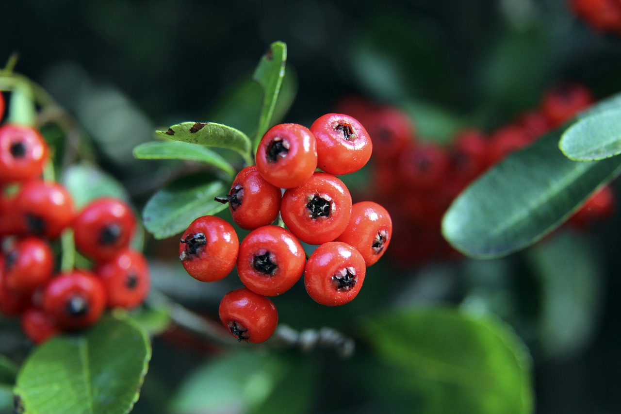 球迷对足球 球迷对足球