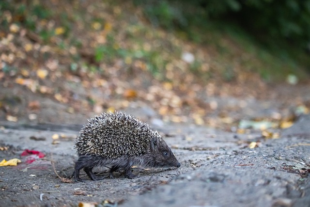 本赛季金靴 本赛季金靴